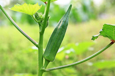 Mozette Hybrid Okra Seed(70 per packet)