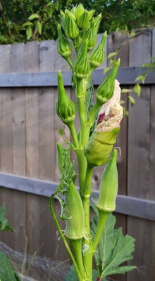 Mozette Hybrid Okra Seed(70 per packet)