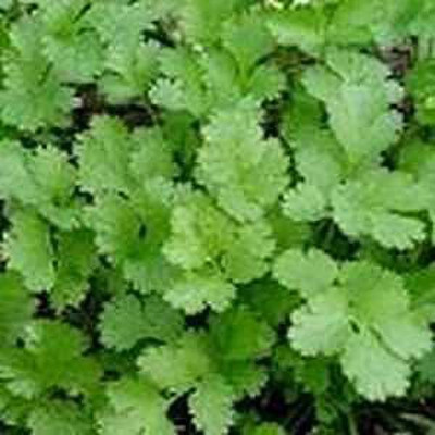Mozette Hybrid Coriander Seed(55 per packet)