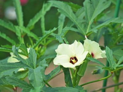 Mozette Hybrid Okra Seed(55 per packet)