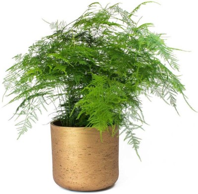 My Dream Nursery Fern Plant(Hybrid, Pack of 1)