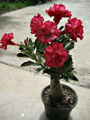 FasonGreen Adenium Plant(Hybrid, Pack of 1)