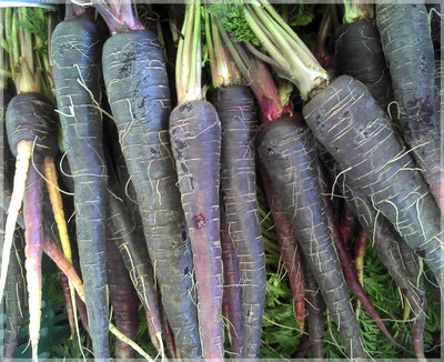 Mozette Hybrid Black Carrot Seed(70 per packet)