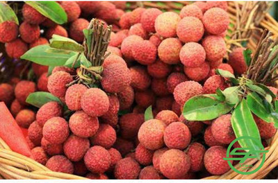 MKR Enterprises Lychee Seed(15 per packet)
