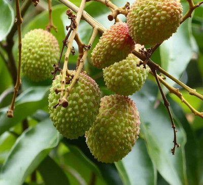 MKR Enterprises Lychee Seed(20 per packet)