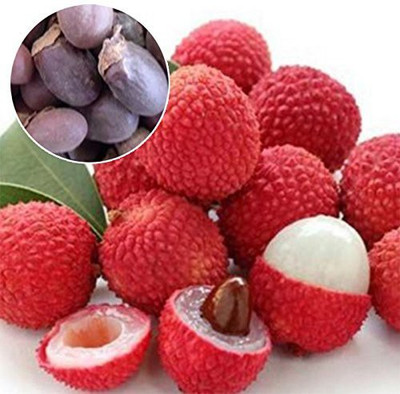 MKR Enterprises Lychee Seed(15 per packet)