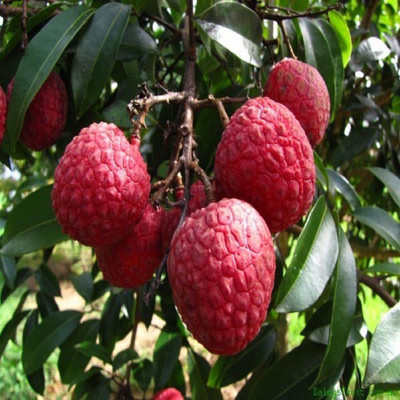 MKR Enterprises Lychee Seed(30 per packet)