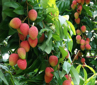 MKR Enterprises Lychee Seed(20 per packet)