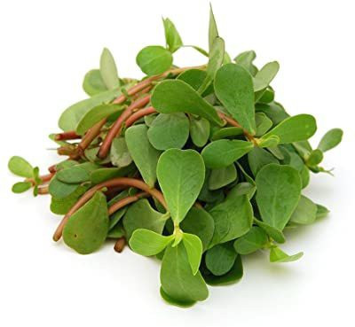 Mozette Hybrid Kulfa Seed(65 per packet)