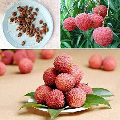 MKR Enterprises Lychee Seed(15 per packet)