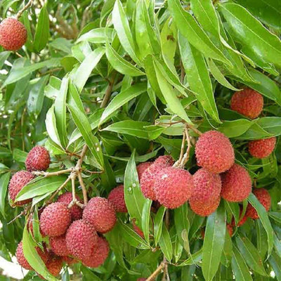 MKR Enterprises Lychee Seed(30 per packet)