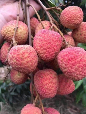 MKR Enterprises Lychee Seed(15 per packet)