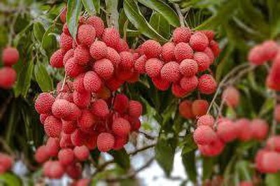 MKR Enterprises Lychee Seed(15 per packet)