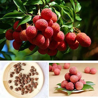 MKR Enterprises Lychee Seed(90 per packet)