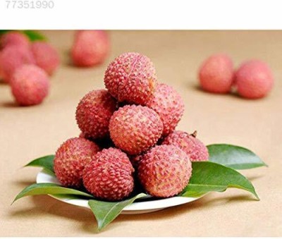 MKR Enterprises Lychee Seed(20 per packet)