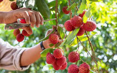 MKR Enterprises Lychee Seed(15 per packet)