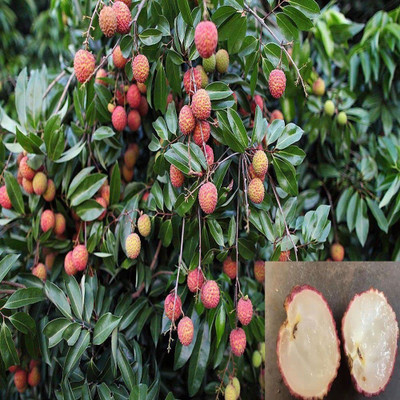 MKR Enterprises Lychee Seed(20 per packet)