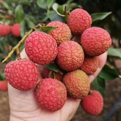 MKR Enterprises Lychee Seed(15 per packet)