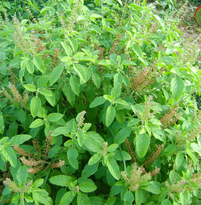 TRICONE RAMA BASIL Seed(500 per packet)