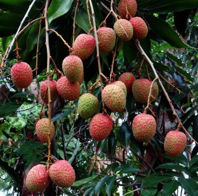 MKR Enterprises Lychee Seed(90 per packet)