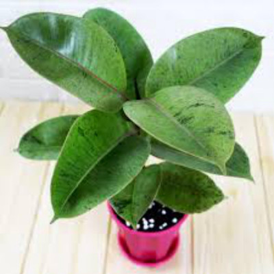 EliteGreen Rubber Tree(Hybrid, Pack of 1)
