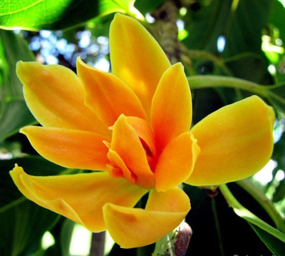 GreenyOn Golden Champa Plant  sapling(Hybrid, Pack of 1)