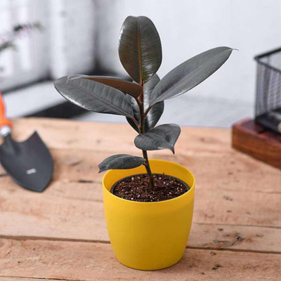 EliteGreen Rubber Tree(Hybrid, Pack of 1)