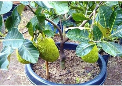 GreenyOn Breadfruit Plant(Hybrid, Pack of 1)