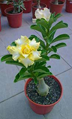 FasonGreen Adenium Plant(Hybrid, Pack of 1)