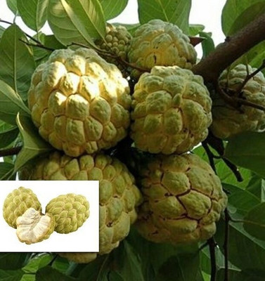Ariya Custard Apple Plant(Hybrid, Pack of 1)