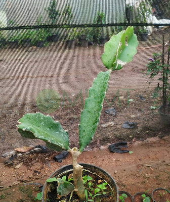 Cloud Farm Dragon Tree(Hybrid, Pack of 1)