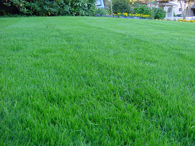 NATURAL LIVE Blue Grass Seed(1 per packet)