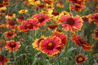 WATIKA Blanketflower – Indian Perennial Seed(20 per packet)