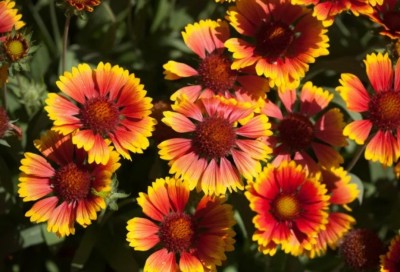 WATIKA Gaillardia Arizona Sun Seed(60 per packet)