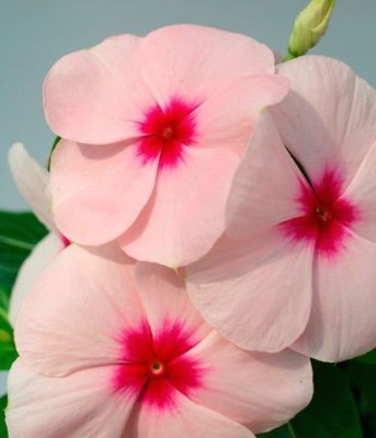 Gromax India Update New Quality Vinca Pink Flower Seeds For Your Beautiful Garden Pkt 40 Seed(40 per packet)