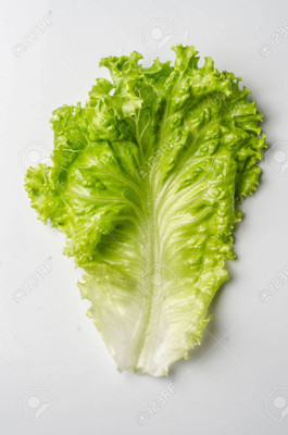 Mozette Hybrid Lettuce Curly Seed(50 per packet)