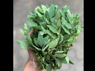 Gromax India Good Germination Bathua Saag Vegetable Seeds For Home Garden PKT 40 Seed(40 per packet)