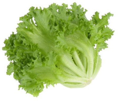 XOLDA Lettuce Cuarly Seed(37 per packet)