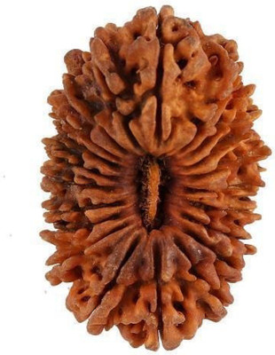 RATAN BAZAAR Natural Certified 21 Mukhi Rudraksha Wood