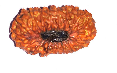 RATAN BAZAAR Certified & Natural 18 Mukhi Rudraksha for Men Wood