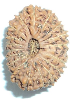 RATAN BAZAAR Beautiful 18 Mukhi Rudraksha For Men Wood