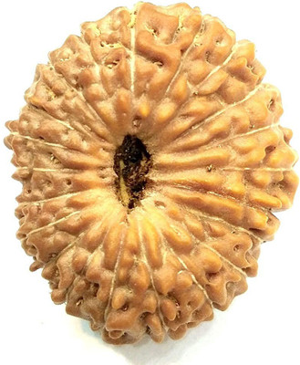 RATAN BAZAAR Natural 21 Mukhi Rudraksha for Men Wood