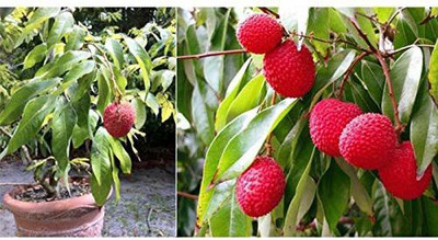 JRYU Lychee Fruit Seed(10 per packet)