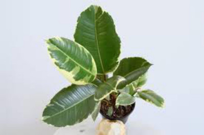 EliteGreen Rubber Tree(Hybrid, Pack of 1)
