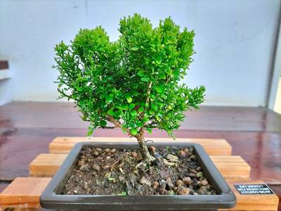 The Entacloo Madhu Kamini Plant