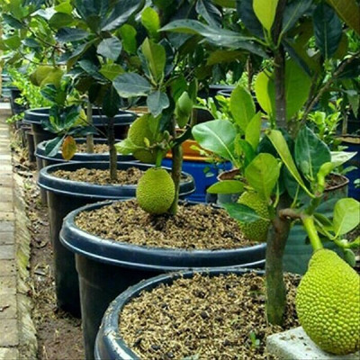 FSK Jackfruit Plant(Hybrid, Pack of 1)