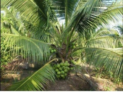 FasanGreen Coconut Plant(Hybrid, Pack of 1)