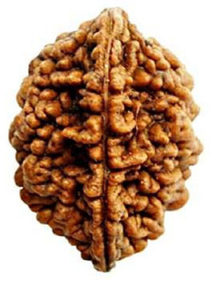 RATAN BAZAAR 2 Mukhi Rudraksha beads Natural And Original Shiv Shakti Beads Astrological Purpose Beads Stone
