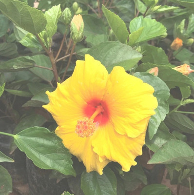 Padmavati Indian caper(Hybrid, Pack of 1)