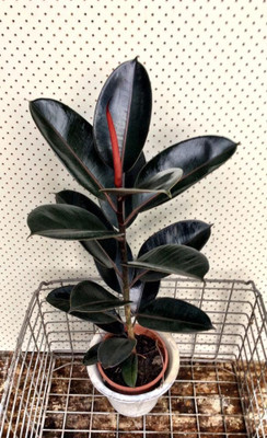 EliteGreen Rubber Tree(Hybrid, Pack of 1)
